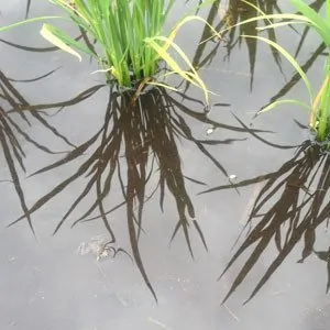 shimagaeru