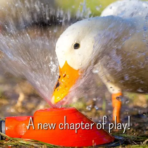 A new chapter of play. | A message brought to you with love, light and blessings from Marci Kobayashi at marcikobayashi.com