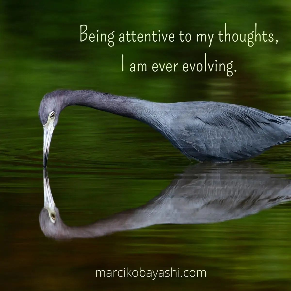 Being attentive to my thoughts, I am ever evolving | Marci's musings at MarciKobayashi.com