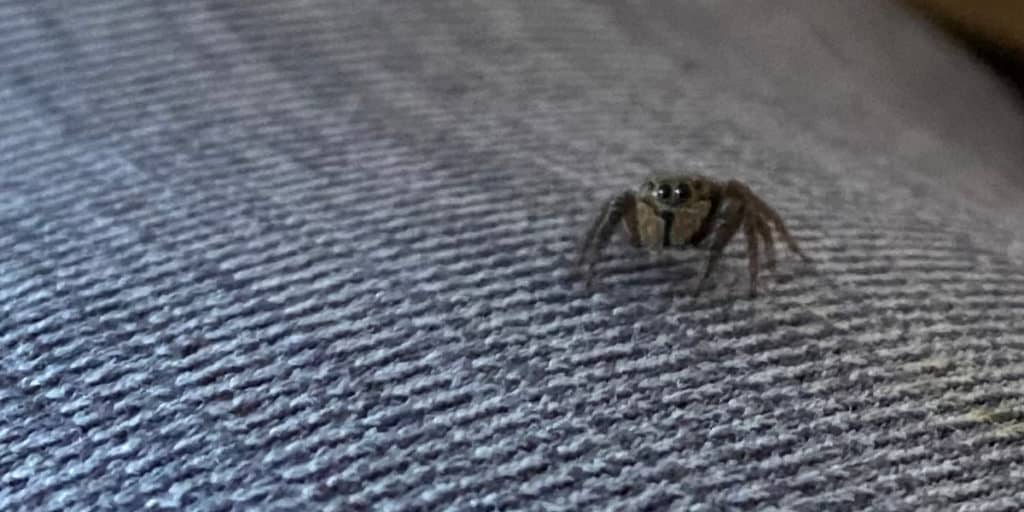 Coming out with Spider