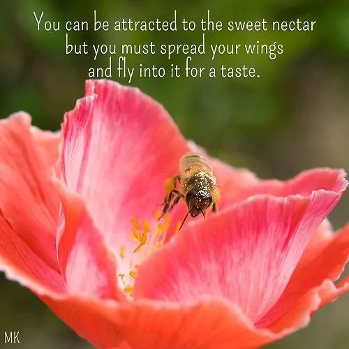 You can be attracted to the sweet nectar but you must spread your wings and fly into it for a taste. | A message brought to you with love, light and blessings from Marci Kobayashi at marcikobayashi.com