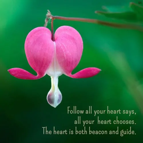 Follow all your heart says, all your heart chooses. The heart is both beacon and guide. | A message brought to you with love, light and blessings from Marci Kobayashi at marcikobayashi.com