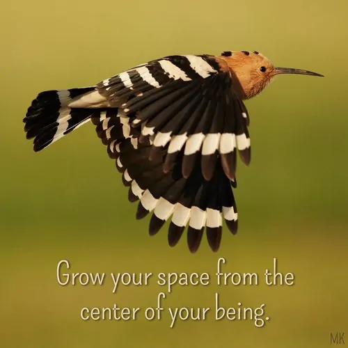 Grow your space from the center of your being. | A message brought to you with love, light and blessings from Marci Kobayashi at marcikobayashi.com