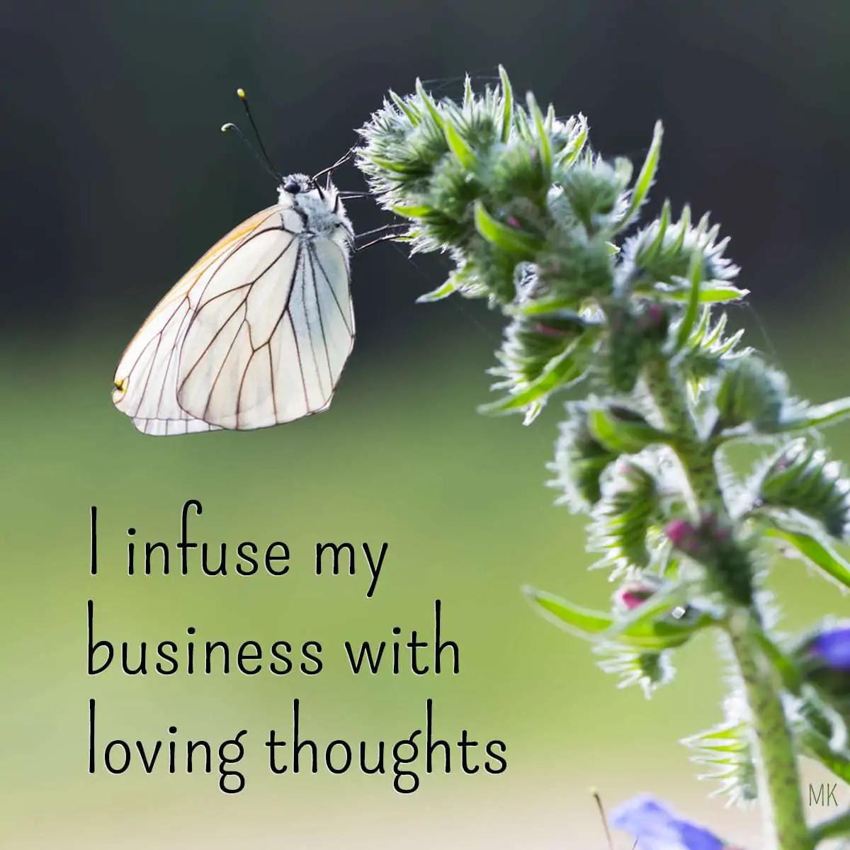 I infuse by business with loving thoughts. | A message brought to you with love, light and blessings from Marci Kobayashi at marcikobayashi.com