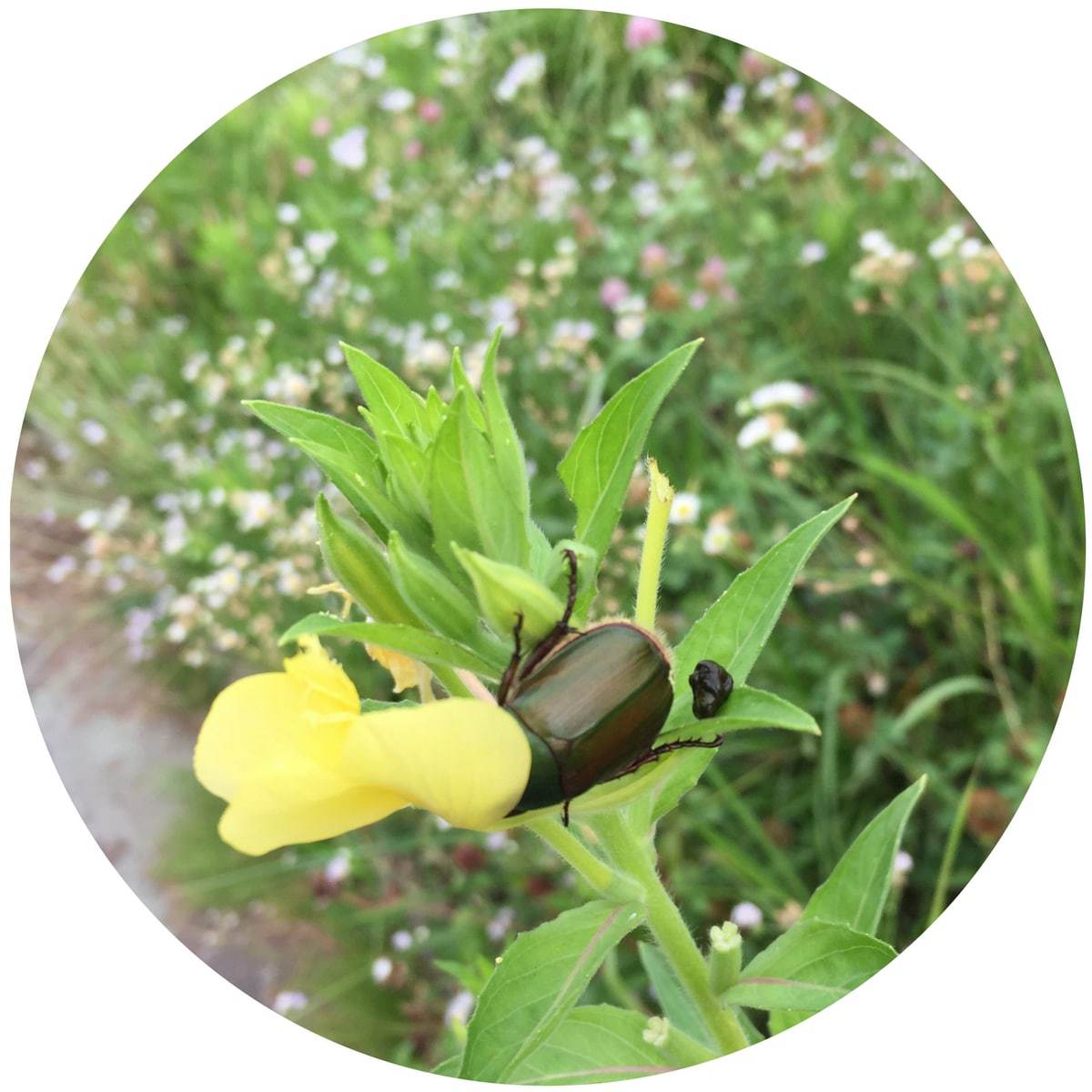 Lessons from Beetle - Show your face and leave the crap behind
