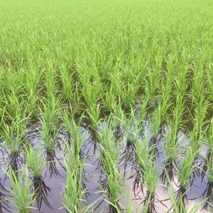 rice-paddy-in-june