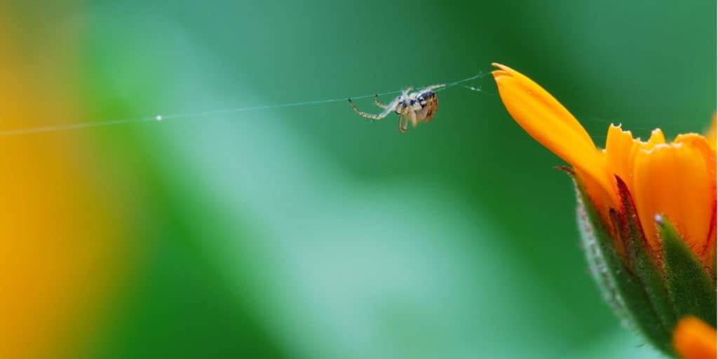 Spend time every day to tending your web
