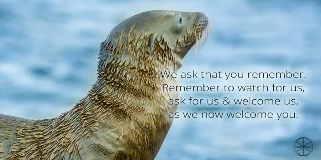We ask that you remember. Remember to watch for us, ask for us & welcome us, as we now welcome you. | An intuitive message brought to you with love, light and blessings from Marci Kobayashi