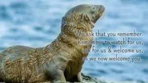 We ask that you remember. Remember to watch for us, ask for us & welcome us, as we now welcome you. | An intuitive message brought to you with love, light and blessings from Marci Kobayashi at marcikobayashi.com