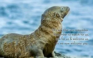 We ask that you remember. Remember to watch for us, ask for us and welcome us, as we now welcome you. | An intuitive message brought to you with love, light and blessings from Marci Kobayashi at marcikobayashi.com