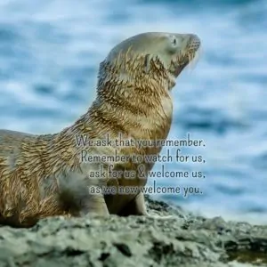 We ask that you remember. Remember to watch for us, ask for us & welcome us, as we now welcome you. | An intuitive message brought to you with love, light and blessings from Marci Kobayashi at marcikobayashi.com