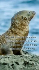 We ask that you remember. Remember to watch for us, ask for us & welcome us, as we now welcome you. | An intuitive message brought to you with love, light and blessings from Marci Kobayashi at marcikobayashi.com