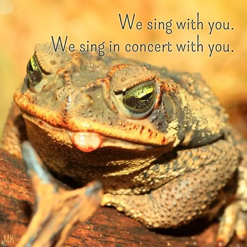 We sing with you. We sing in concert with you. | A message brought to you with love, light and blessings from Marci Kobayashi at marcikobayashi.com
