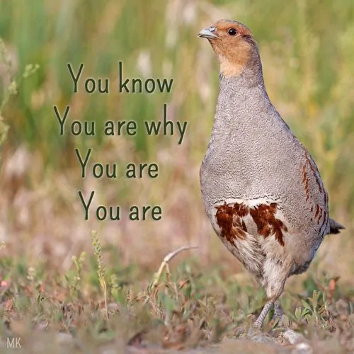 You know you are why. You are. You are. | A message brought to you with love, light and blessings from Marci Kobayashi at marcikobayashi.com